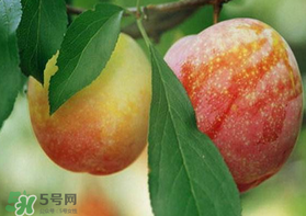 奈李什么時候成熟？奈李孕婦能吃嗎？