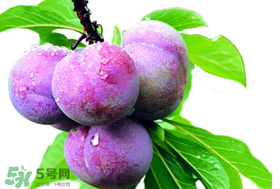 脆紅李什么時(shí)候成熟？脆紅李幾月成熟？