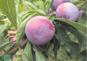 脆紅李什么時(shí)候成熟？脆紅李幾月成熟？