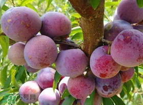 脆紅李什么時(shí)候成熟？脆紅李幾月成熟？
