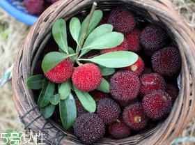 楊梅籽可以種嗎？楊梅籽怎么種小盆栽?？