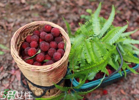 楊梅籽可以種嗎？楊梅籽怎么種小盆栽?？