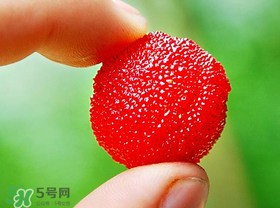 楊梅一天最多吃多少？楊梅一次能吃多少？