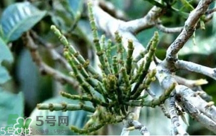 什么是螃蟹腳茶？螃蟹腳茶的功效禁忌