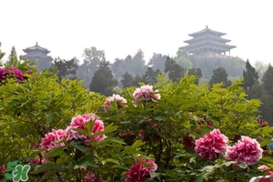 7月份去北京穿什么？七月份去北京穿衣搭配
