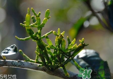 螃蟹腳茶多少錢一斤2017？螃蟹腳茶的價格
