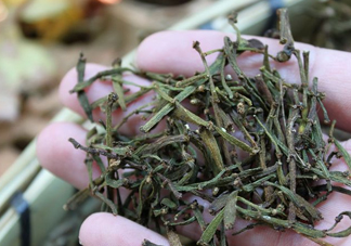 螃蟹腳茶哪些人不能喝？螃蟹腳茶哪些人能喝