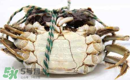 為什么說六月黃有公蟹沒有母蟹？怎樣區(qū)分螃蟹的公母