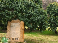 掛綠為什么只有一株？掛綠荔枝為什么不多種？
