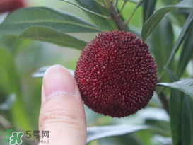 楊梅放冰箱能放幾天？楊梅可以放冰箱嗎？