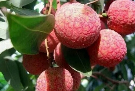 黑葉荔枝好吃嗎？黑葉荔枝多少錢一斤2017？