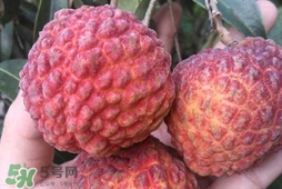 荔枝王是什么品種？荔枝王多少錢一斤2017？