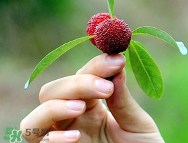 楊梅和花生能一起吃嗎？吃了楊梅還能吃生花生嗎？