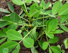 六月份還可以種花生嗎？六月份種花生可以嗎？