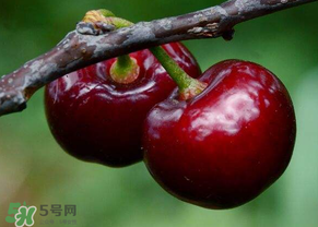 六月份還有櫻桃嗎？6月還有櫻桃嗎？