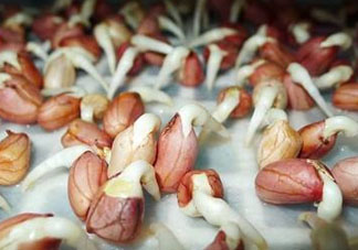六月份還可以種花生嗎？六月份種花生可以嗎？