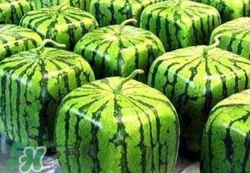 方形西瓜多少錢一斤2017？ 方形西瓜模具一個多少錢
