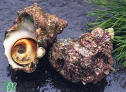 海螺怎樣吃才正確圖解？海螺哪里不能吃圖示