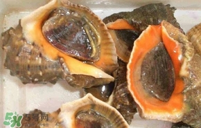 海螺是發(fā)物嗎？海螺是不是發(fā)物