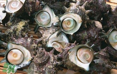 死海螺能吃嗎？死海螺可以吃嗎