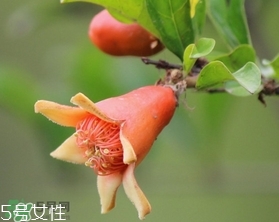 石榴花有毒嗎？石榴花能吃嗎？