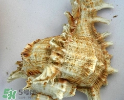 海螺是寒性的嗎？海螺是熱性還是涼性的