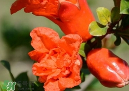 石榴花花語代表什么意思？石榴花花語是什么意思