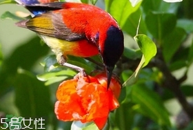 石榴花有毒嗎？石榴花能吃嗎？
