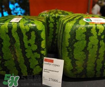 方形西瓜哪里有賣的？哪里可以買到方形西瓜