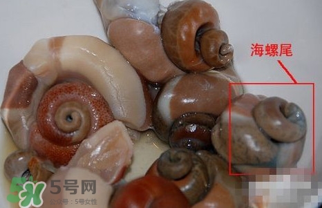 海螺是發(fā)物嗎？海螺是不是發(fā)物