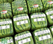 方形西瓜是如何種出來的？方形西瓜是怎么長成的