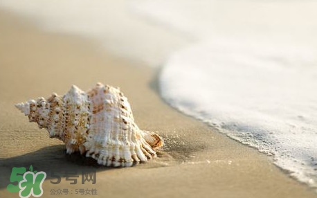 海螺是蒸還是煮？海螺的尾部是黃還是屎