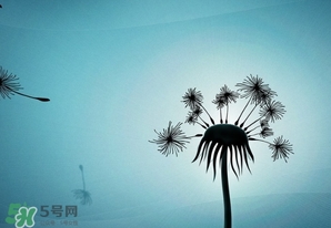 蒲公英開(kāi)花了還能吃嗎？蒲公英開(kāi)花的好還是不開(kāi)花的好？