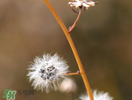 蒲公英開(kāi)花了還能吃嗎？蒲公英開(kāi)花的好還是不開(kāi)花的好？