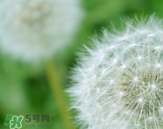 蒲公英開(kāi)花了還能吃嗎？蒲公英開(kāi)花的好還是不開(kāi)花的好？