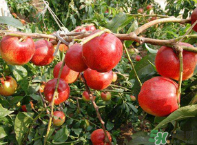油桃和西紅柿能一起吃嗎？毛桃和西紅柿能一起吃嗎？