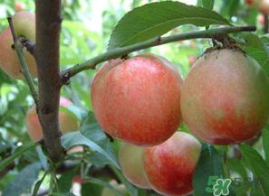 油桃和西紅柿能一起吃嗎？毛桃和西紅柿能一起吃嗎？