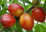油桃和西紅柿能一起吃嗎？毛桃和西紅柿能一起吃嗎？