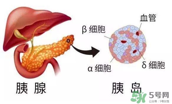 胰島素為什么不能口服？胰島素有什么副作用