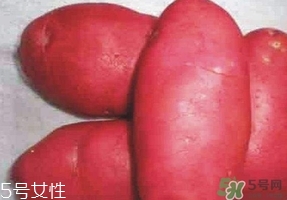 紅土豆是轉(zhuǎn)基因的嗎？紅土豆和正常土豆的區(qū)別
