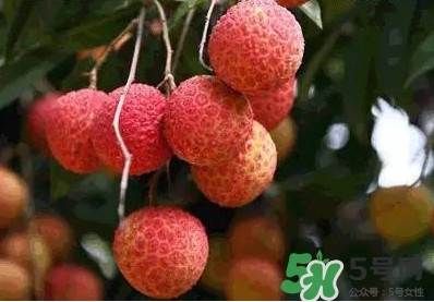 糯米糍荔枝多少錢一斤2017？糯米糍荔枝市場價格