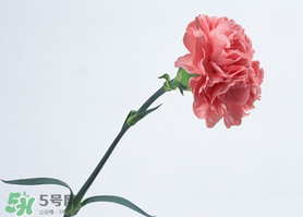 父親節(jié)可以送康乃馨嗎？父親節(jié)送康乃馨好不好？
