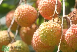 桂味荔枝和妃子笑哪個好吃？桂味荔枝和妃子笑區(qū)別