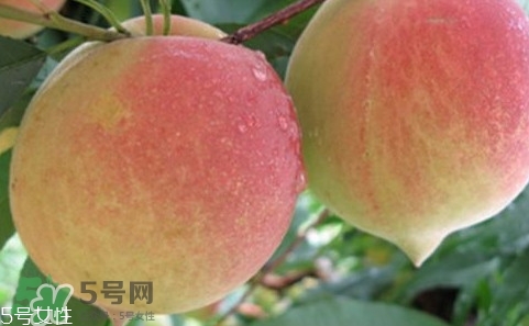 鷹嘴桃多少錢一斤2017？鷹嘴桃市場價(jià)格