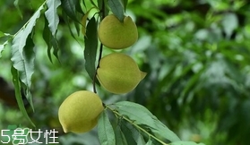 鷹嘴桃種植應(yīng)注意哪些？鷹嘴桃什么時間修剪