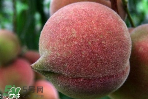 九仙桃怎么保鮮？九仙桃可保鮮多長時間