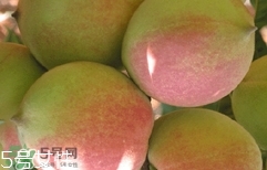 鷹嘴桃種植應(yīng)注意哪些？鷹嘴桃什么時間修剪
