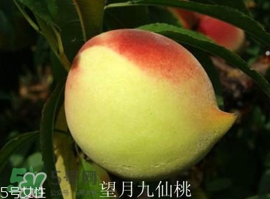 九仙桃什么時候成熟？九仙桃什么時候上市