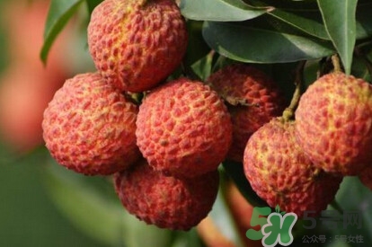 糯米糍荔枝產(chǎn)地是哪里？糯米糍荔枝上火嗎