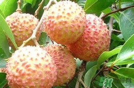 桂味荔枝多少錢(qián)一斤2017？桂味荔枝價(jià)格